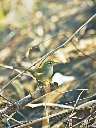 【横顔】 枯れ野のウグイス