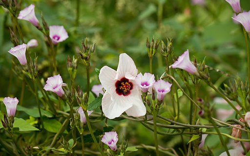 高砂芙蓉とホシアサガオ