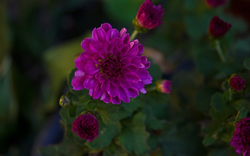 小鉢の小菊