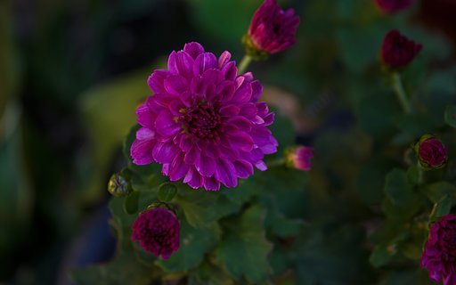 小鉢の小菊