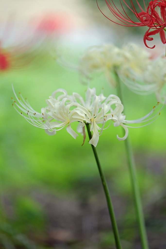 彼岸花