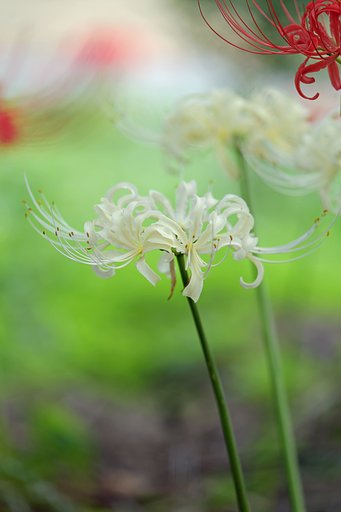 彼岸花
