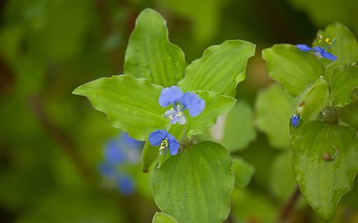 フリルな葉っぱ「マルバツユクサ」
