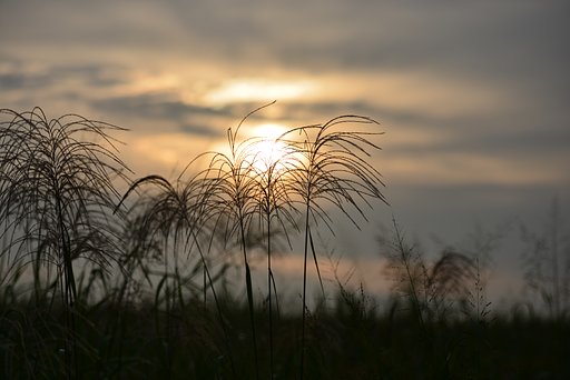 秋草シルエット