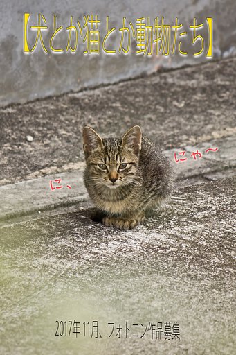 2017年11月テーマお題発表。【犬とか猫とか動物たち】