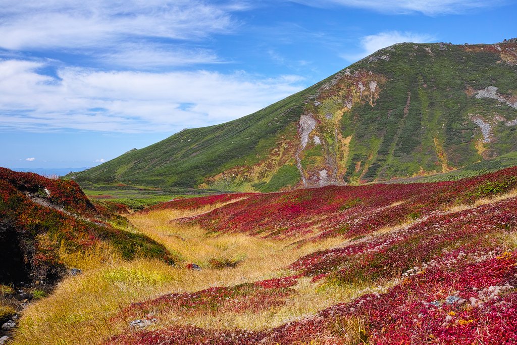 チングルマと当麻岳