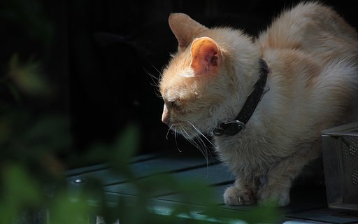 老茶トラの【犬とか猫とか動物たち】春の日差し