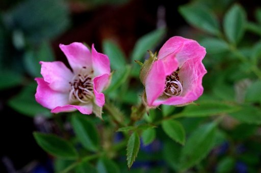 ミニ薔薇