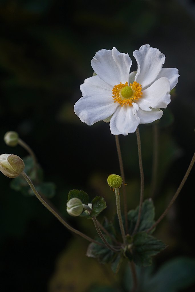 秋明菊