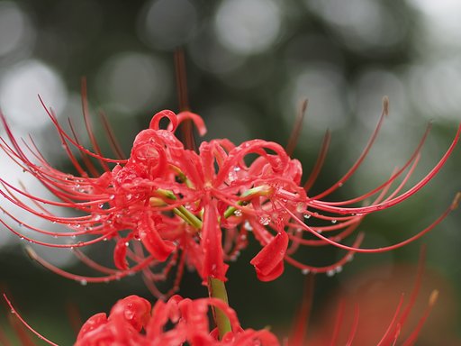 花魁３