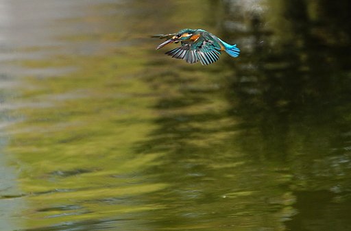 カワセミちゃん