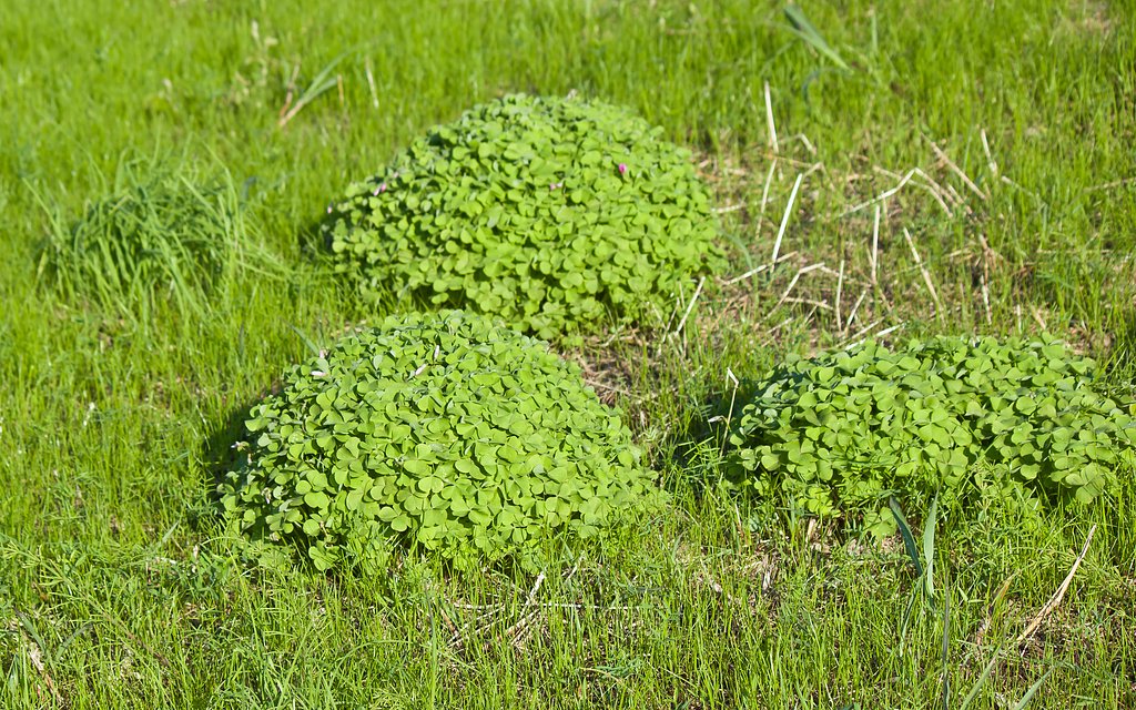 GreenBalls野の秋