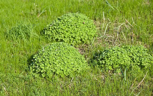 GreenBalls野の秋