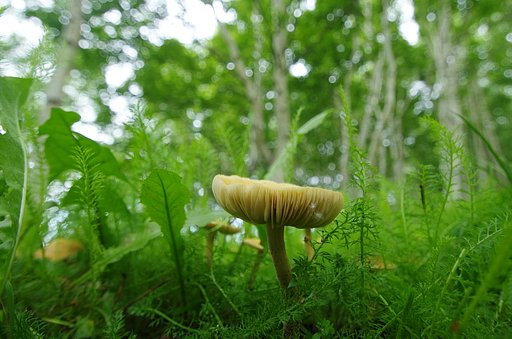 巨大きのこの森