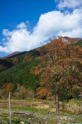 実りの秋