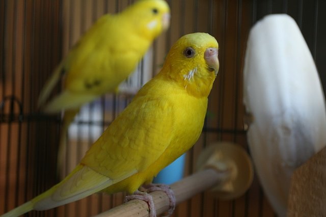 インコ