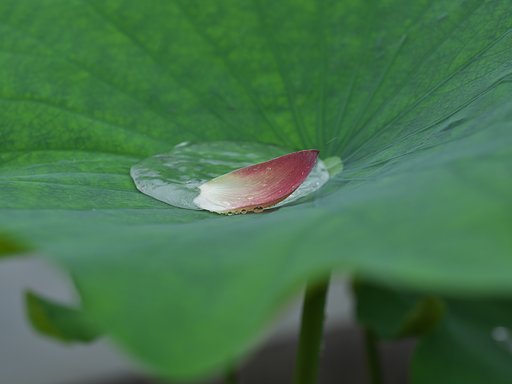 花筏