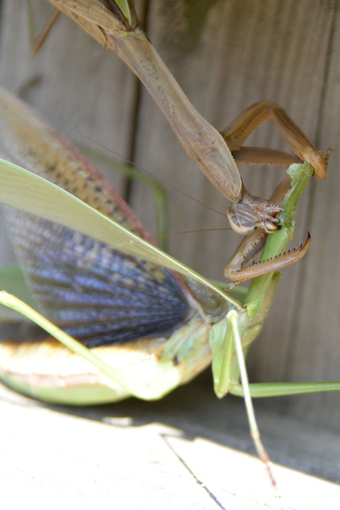 【変化】カマキリの性（さが）
