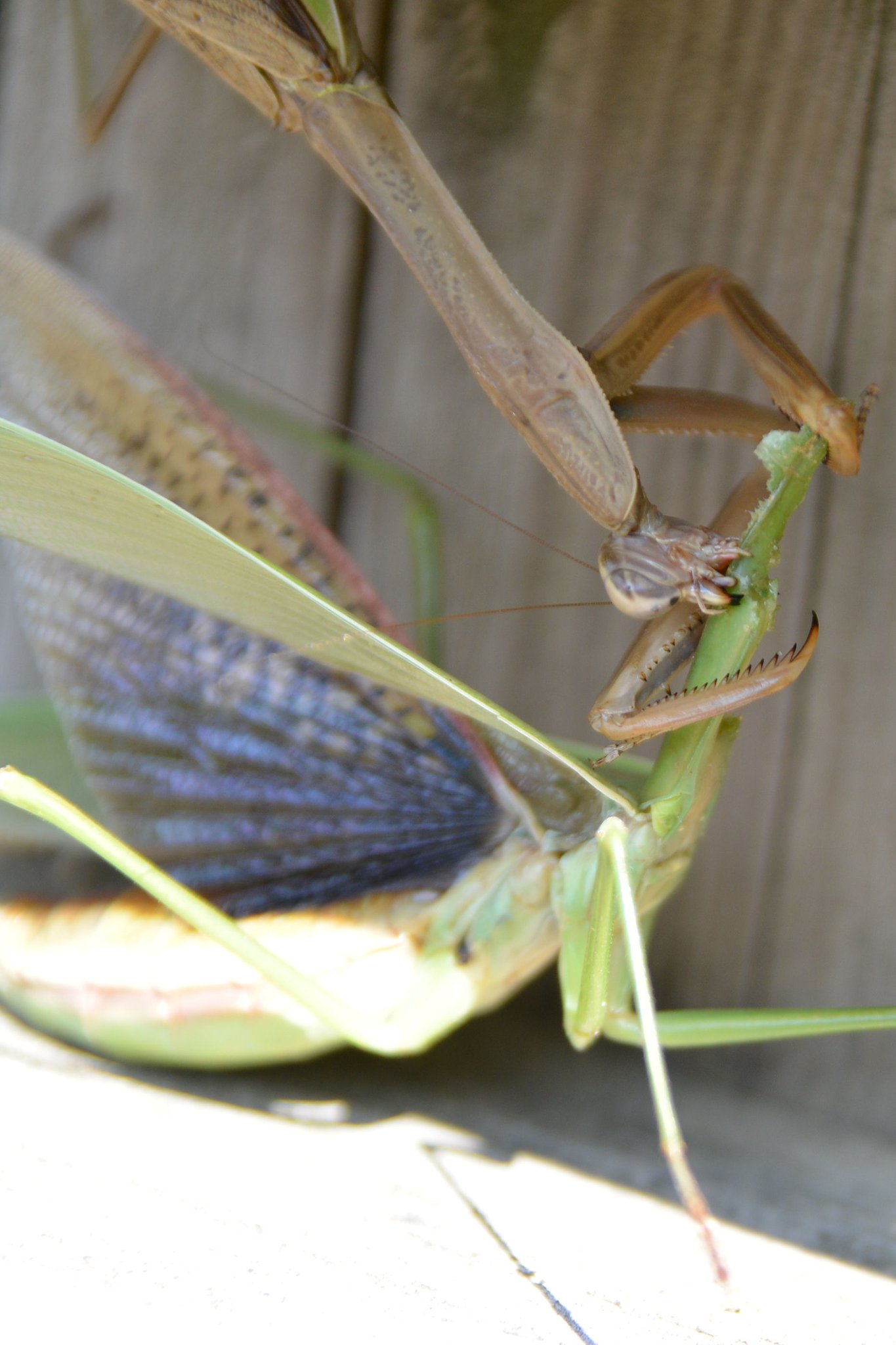 【変化】カマキリの性（さが）