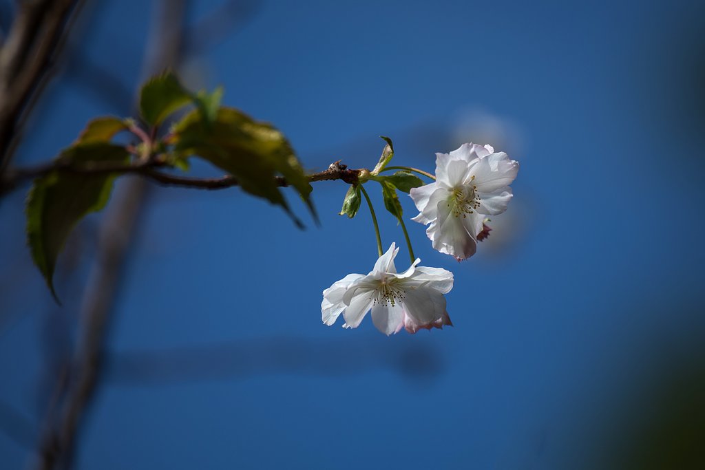 十月桜３