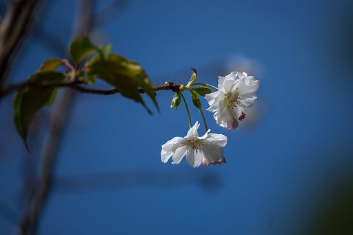 十月桜３