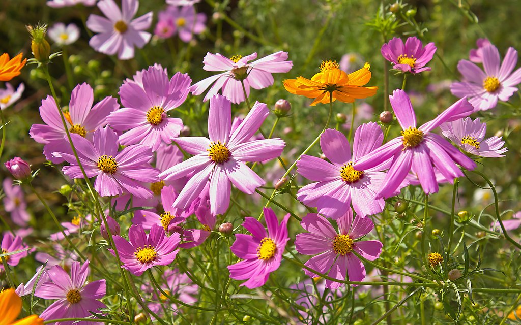 【変化】 風の花束