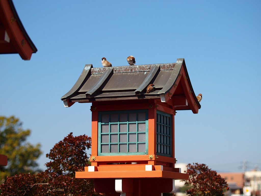 スズメ