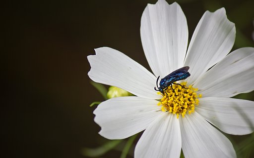 ルリチュウレンジ発見