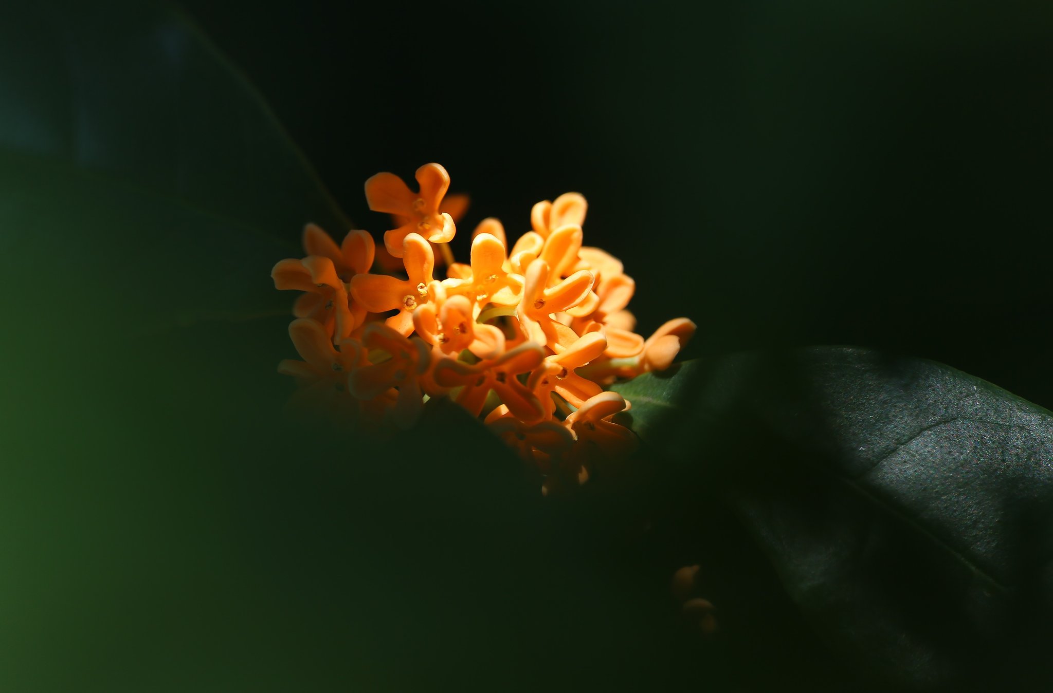 【変化】花魁