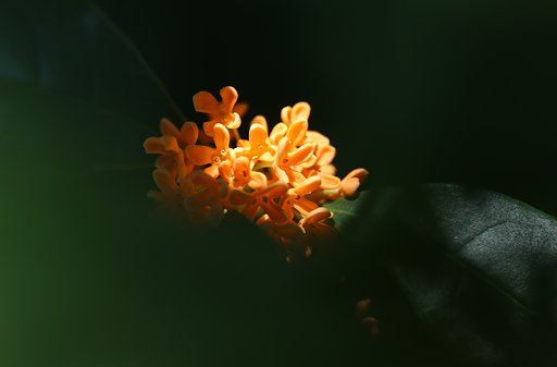 【変化】花魁