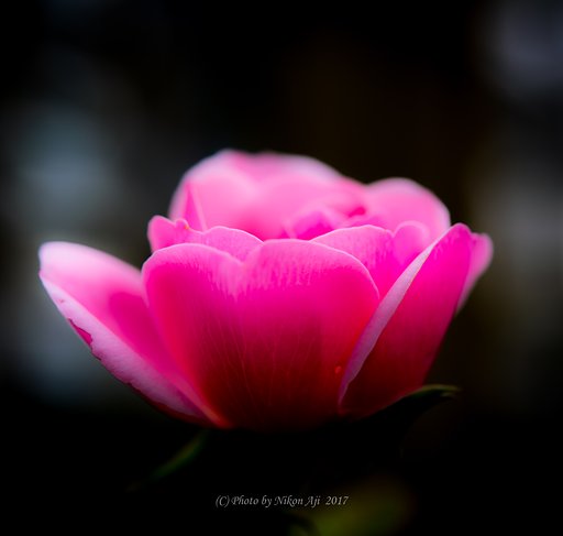 薔薇１輪