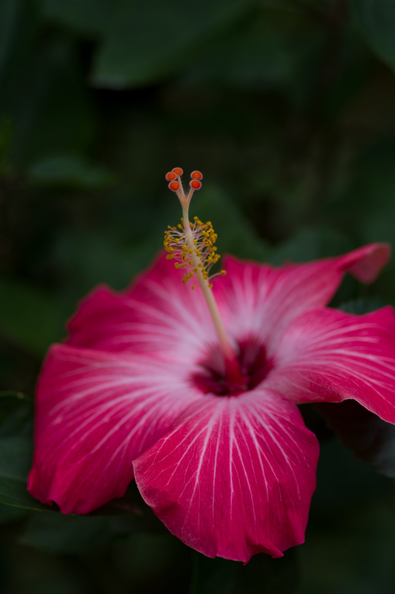 PENTAX-D FA MACRO 100mm F2.8