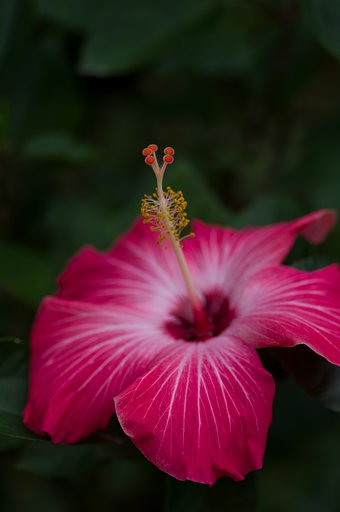 PENTAX-D FA MACRO 100mm F2.8