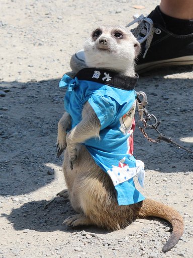 【犬とか猫とか動物たち】犬組？