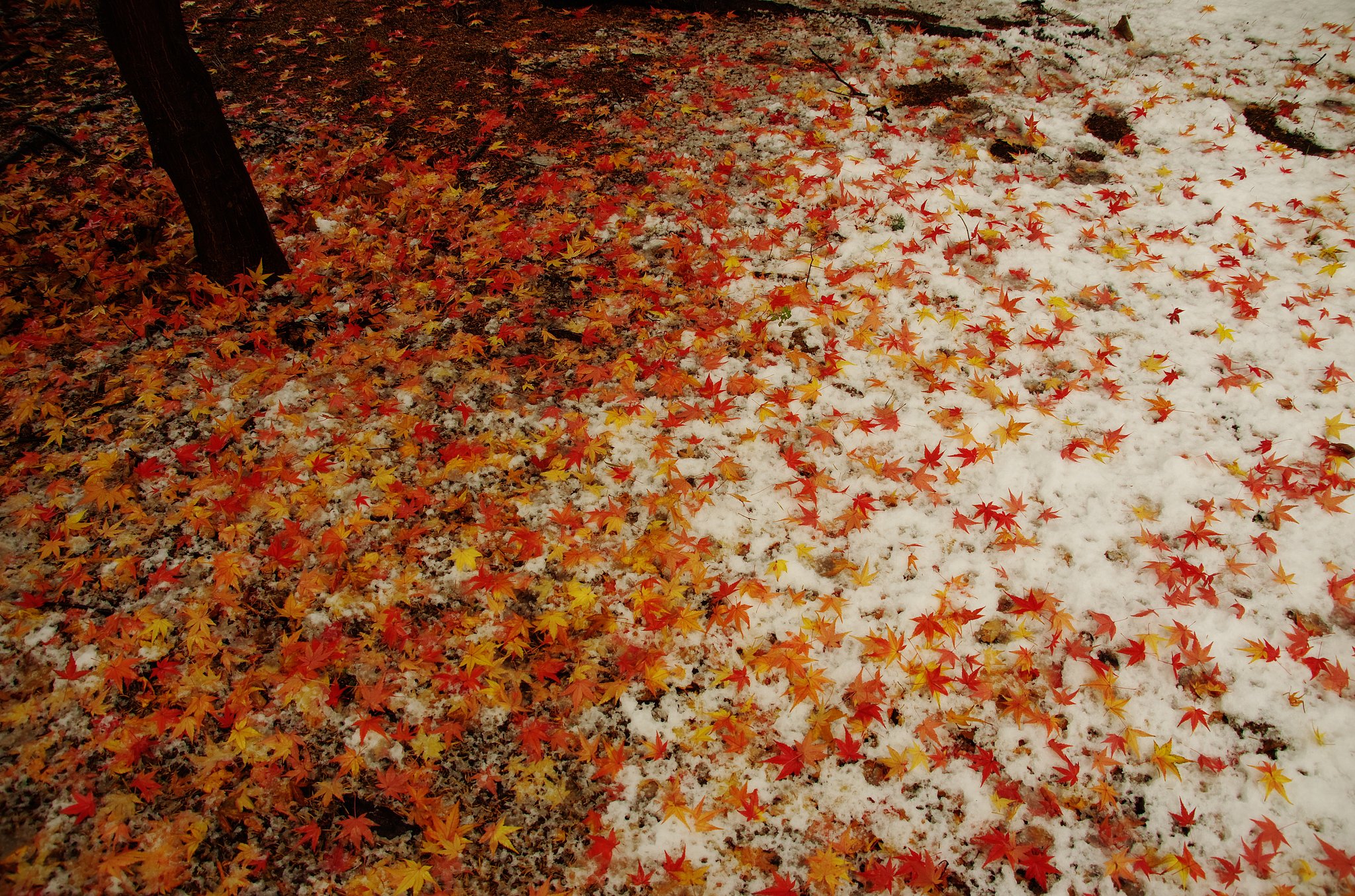 初雪と紅葉