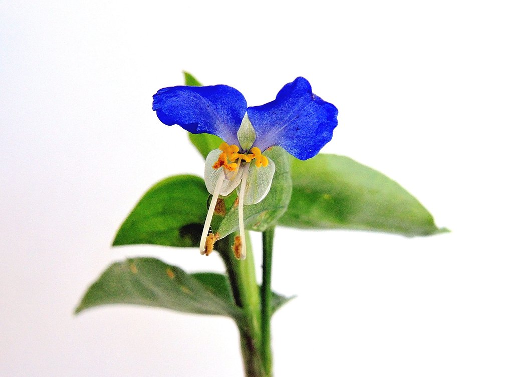 露草