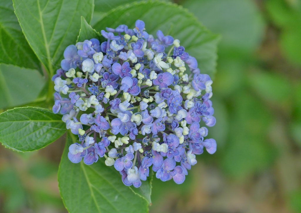 紫陽花