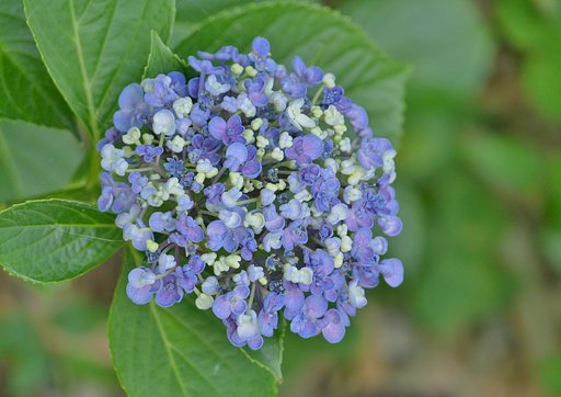 紫陽花