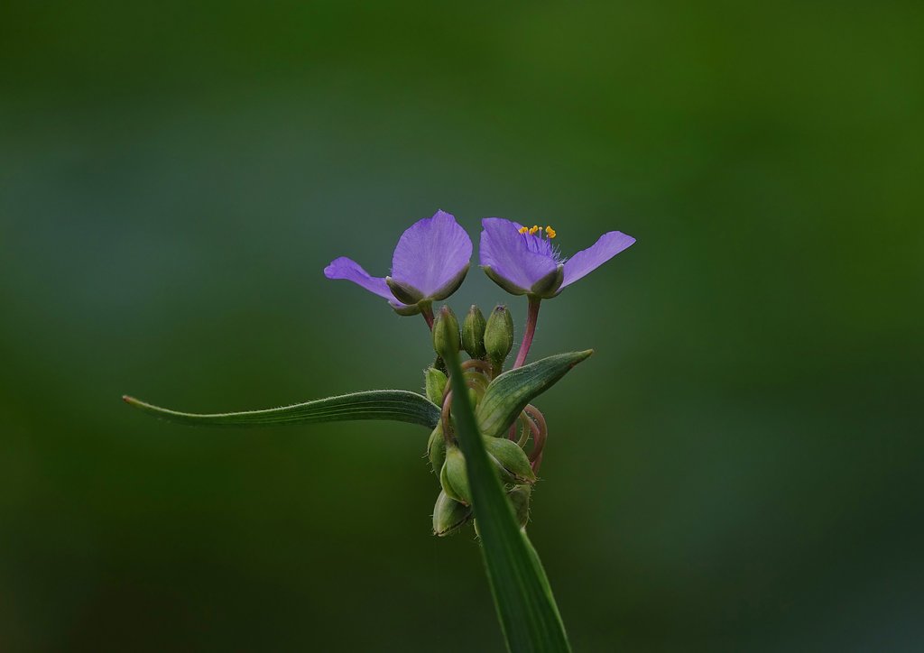 紫露草
