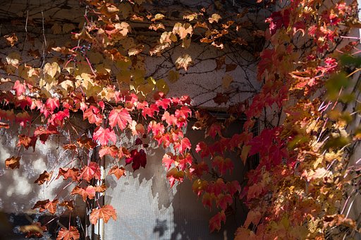 蔦紅葉