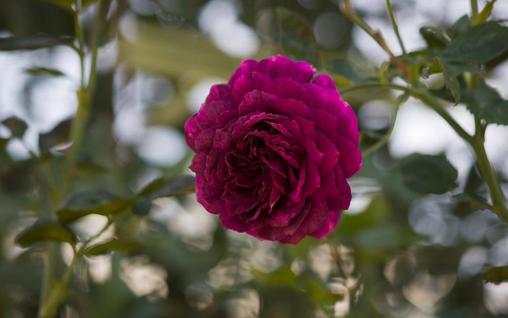 秋薔薇俯いて咲く