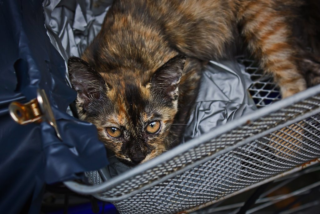 【犬とか猫とか動物たち】籠が好き。