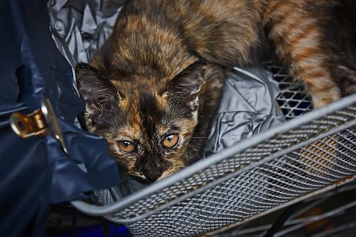 【犬とか猫とか動物たち】籠が好き。