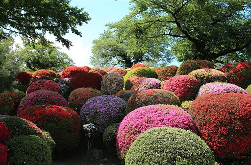 つつじ祭り（その２）