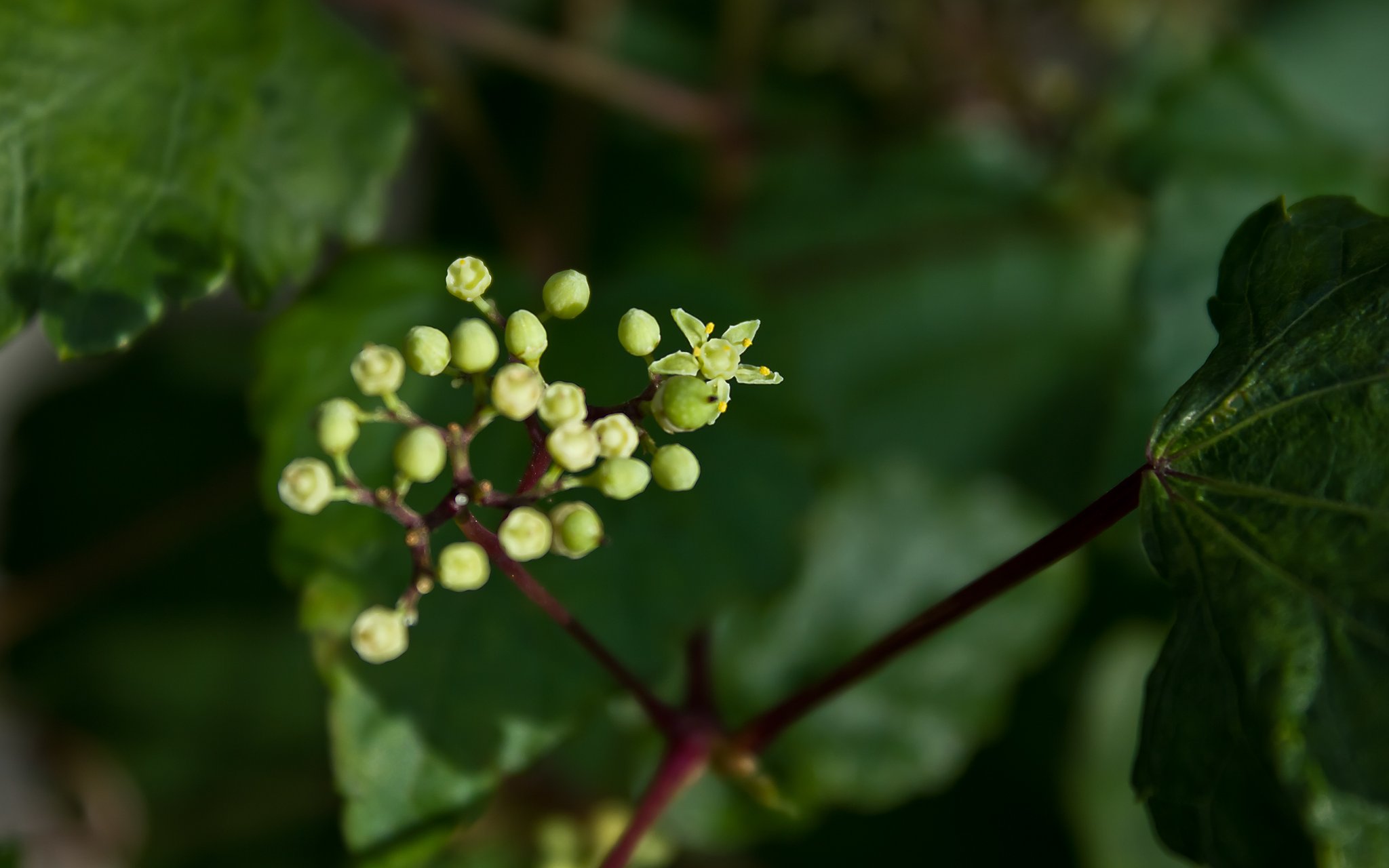 ノブドウの花