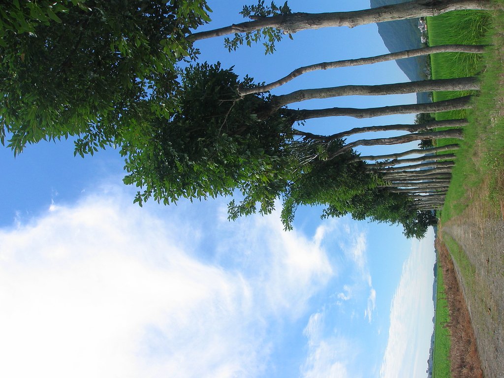 はさ木のある風景