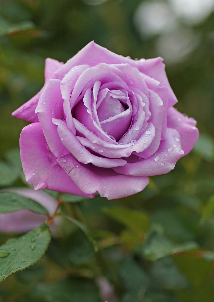 秋薔薇補正