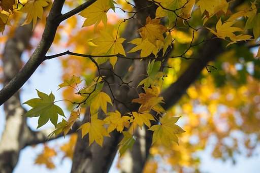 鈴掛の紅葉