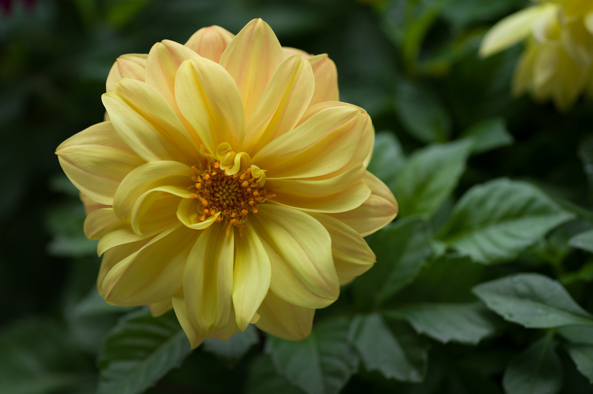 日輪
