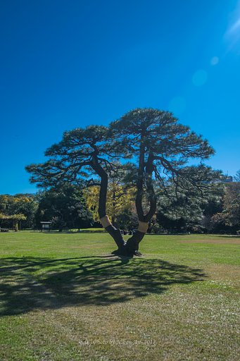 青空公園　1本の松